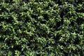 Beautiful background green leave wall in the summer season Royalty Free Stock Photo