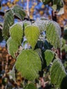 Beautiful background with green leaves in hoarfrost.