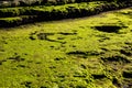 Beautiful background of green mossy rock for wallpaper.