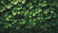 Beautiful background green shamrock, nature plant texture, clover for St Patrick\'s day celebration Royalty Free Stock Photo