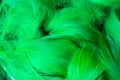 Beautiful background of green tropical birds feathers. Bird natural pattern. Close-up top view. Abstract shot. Royalty Free Stock Photo