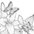 Beautiful background for greeting card with monochrome black and white lilies and butterflies