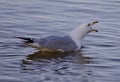 Beautiful isolated picture with a gull screaming in the lake Royalty Free Stock Photo