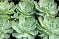 Beautiful background image of thick healthy leaves of succulents in zen garden