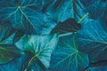 Beautiful background of ivy leaves. Blue green ivy leaf. Royalty Free Stock Photo