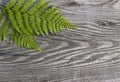 Beautiful background. Leaves on wooden texture