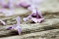 Beautiful background of lilac petals on old dark wooden surface Royalty Free Stock Photo