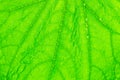 Beautiful background with macro photo green leaf