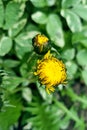 Beautiful background made with young green leaves and yellow bright dandelion flower Royalty Free Stock Photo