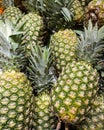 Beautiful background of many pineapples. Tropical fruits