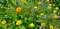 Beautiful background of marigolds, cornflowers and other wildflowers