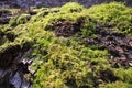 Beautiful green moss grows on an old tree in the forest, close up view, macro. Beautiful background of moss for wallpaper. Royalty Free Stock Photo
