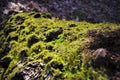 Beautiful green moss grows on an old tree in the forest, close up view, macro. Beautiful background of moss for wallpaper. Royalty Free Stock Photo
