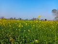 Beautiful background of the mustard fields in sunny Day.