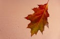 Beautiful background with oak autumn leaves behind glass covered with raindrops Royalty Free Stock Photo