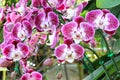 Beautiful background orchids flower