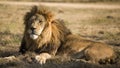 Beautiful background and passage with the lion king resting on the African savannah in South Africa Royalty Free Stock Photo