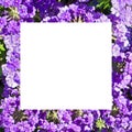 Beautiful background of phloxes flowers. Original frame. Free space for text