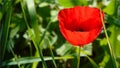 Wallpaper with closeup of red poppy flower on green meadow background Royalty Free Stock Photo