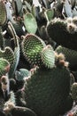 Beautiful background with prickly pear cactus botanical photography