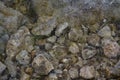 Rocky beach Sea on a cloudy day closeup Royalty Free Stock Photo