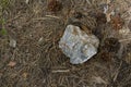 Rocky beach Sea on a cloudy day closeup Royalty Free Stock Photo