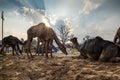 Beautiful background and scenary at pushkar camel festival