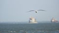 Beautiful background sea and flying gull and big ships Royalty Free Stock Photo