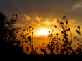A crazy sunset background with silhouettes of lots of thorny flowers