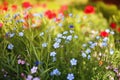 Beautiful natural background with small buds of blue flax and red and pink poppy flowers grow in a bright Sunny summer meadow Royalty Free Stock Photo