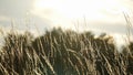 Beautiful background. Soft focus of tall dry grass blowing Royalty Free Stock Photo