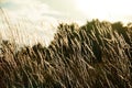 Beautiful background. Soft focus of tall dry grass blowing Royalty Free Stock Photo