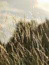 Beautiful background. Soft focus of tall dry grass blowing Royalty Free Stock Photo