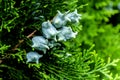 Beautiful background .A sprig of green western thuja with cones close-up. Thuja occidentalis - coniferous plant. Evergreen tree