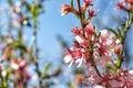 Closeup image of pink almond flowers against a blue sky on a sunny day Royalty Free Stock Photo