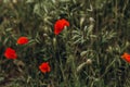 Red poppy flowers. Shallow depth of field Royalty Free Stock Photo