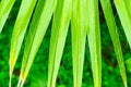 Beautiful background texture of green palm leaf close up. pattern for Wallpaper design Royalty Free Stock Photo