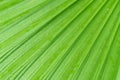 Beautiful background texture of green palm leaf close up. pattern for Wallpaper design Royalty Free Stock Photo