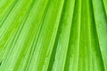 Beautiful background texture of green palm leaf close up. pattern for Wallpaper design Royalty Free Stock Photo