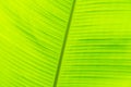 Beautiful background texture of green palm leaf close up. pattern for Wallpaper design Royalty Free Stock Photo