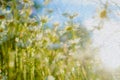 Beautiful background textured spring image. Camomile flowers on a blue background