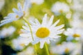 Beautiful background textured spring image. A daisy flower on a green background