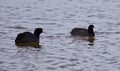 Beautiful background with two amazing american coots in the lake