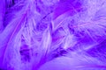 Beautiful background of violet tropical birds feathers. Bird natural pattern. Close-up top view. Abstract shot. Royalty Free Stock Photo