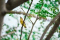 Bird watching for food on tree branches