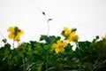 the yellow cucumber flower