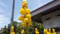 Beautiful background of wallpaper of yellow flower senna alata in the park