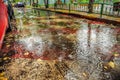 Beautiful background of wet asphalt with raindrops. Royalty Free Stock Photo