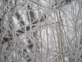 Cold background of willow twigs covered in ice