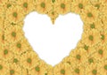 Beautiful background of yellow daisy flower made heart shape Royalty Free Stock Photo